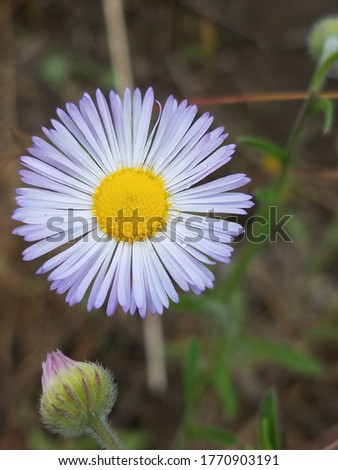 Close up picture of a summer flower 