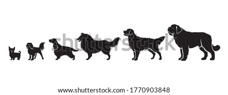 Long hair dog breeds by size - isolated vector illustration