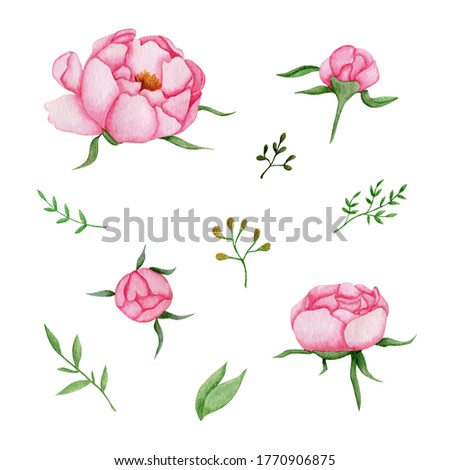 Watercolor set of pink peonies and twigs on a white background.