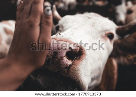 Farm cows, animals kept in humans
