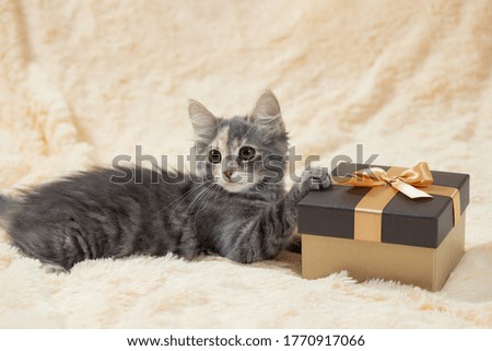 Cute fluffy gray kitten lies on a cream fur blanket next to a golden gift box