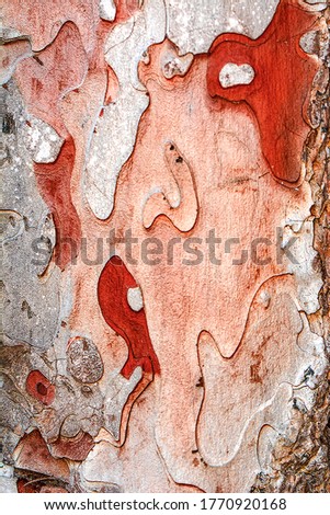 Closeup   Beautiful wooden texture background