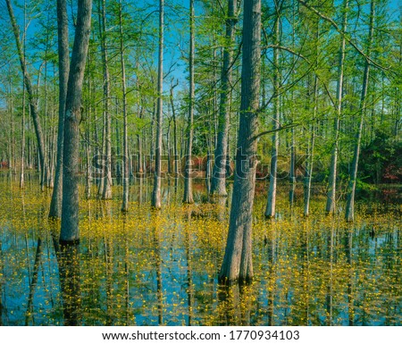 Yellow flowers float on a swamp area around Cypress trees in Louisiana. All the trees and flowers, and the sky are all reflected in the water.