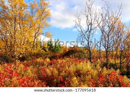 autumn Nature Royalty-Free Stock Photo #177095618