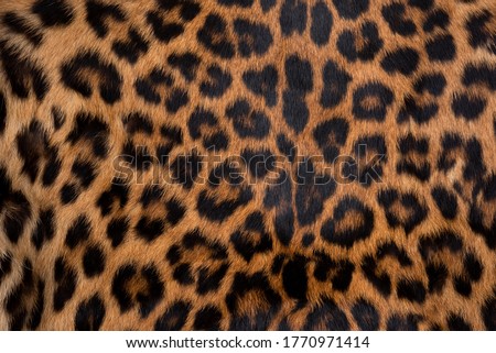 Leopard skin texture : Close-up leopard spot pattern texture background. Royalty-Free Stock Photo #1770971414