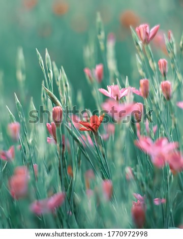 Little pink grass wild flowers. Abstract spring or summer blurred nature floral background