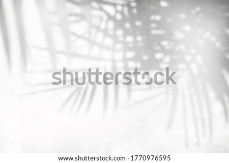 shadows of leaf tree on gray background - black and white