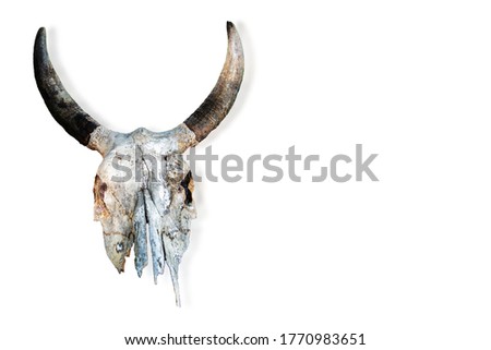 
The skull of a cow or buffalo isolated on a white background.