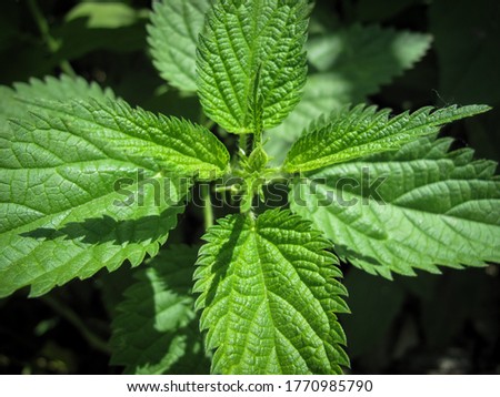 Top view of Common fresh nettle or stinger plant in spring. Medicinal plant. Stinging nettle. Nature background. 