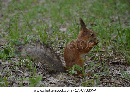Red squirrel in the grass