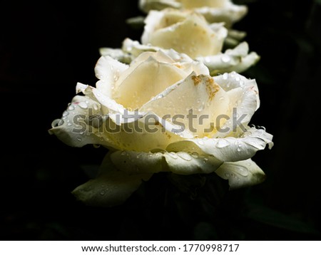 Drops of water on the petals of white rose flowers. Greeting card. Background image. Place for text. Template. Poster. Valentine's Day. Birthday. Mothers Day. Day of Remembrance.
