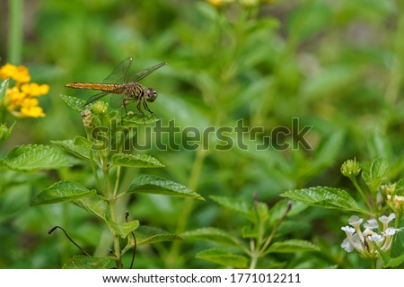 Dragonfly on green flowers in the garden.