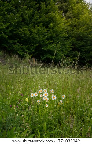 Daisy flower on a field in evening light
