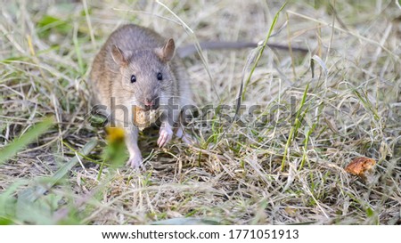 A rat on the riverbank collects bread