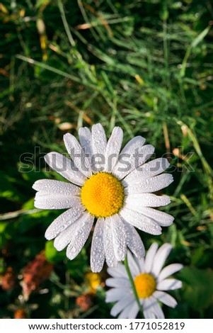 fresh white daisy with dewdrops or after rain on green meadow gras background, close-up top view, vertical outdoors stock photo image