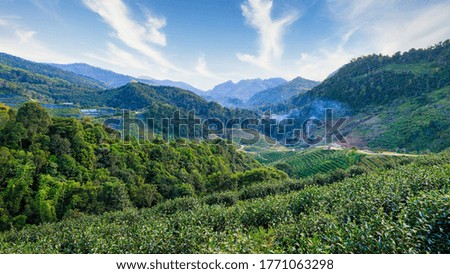  Landscape View Of Tea Plantation and Nature Background With Blue Sky in Thailand 