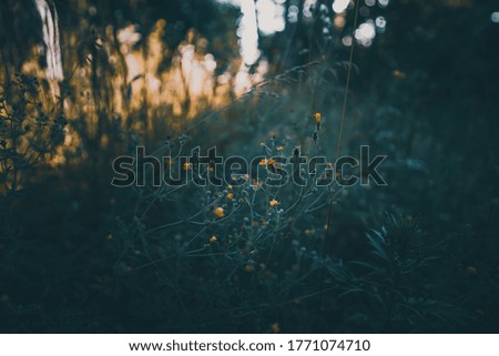 Beautiful natural background of forest plants, wild flowers, place for text