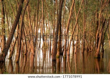 Textured tree trunks that grow out of the water and are reflected in it. The photo was taken using a long shutter speed. Natural background.