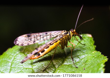 A common scorpion fly sits on a green leaf