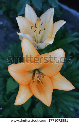 Beautiful flowers as background. Lilies in landscaping. Decoration for your garden.