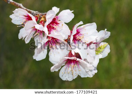 beautiful almond flowers 