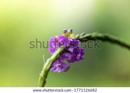 Tiny glass frog on a flower