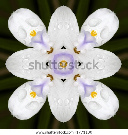 I used one of my photos of an African Iris to create this kaleidoscope background.