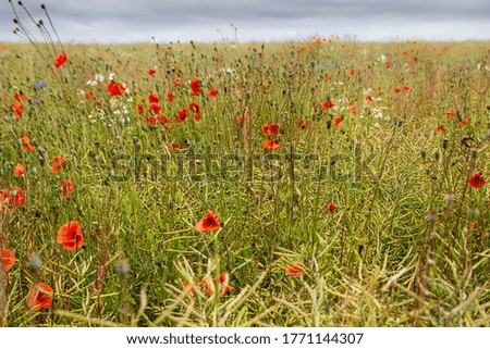Wildflower fields at the Baltic Sea