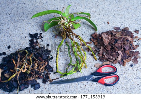 Drought-resistant indoor plant orchid. Orchid transplant at home. An orchid prepared for transplantation lies on a stone countertop in the kitchen in the house next to the soil for orchids.  Royalty-Free Stock Photo #1771153919