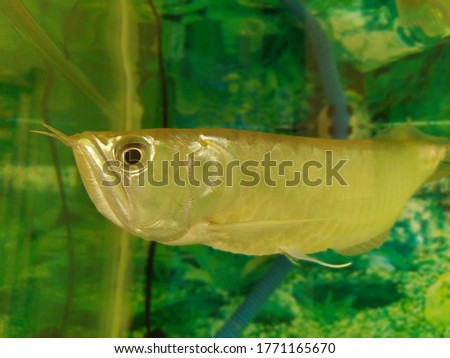 Silver arowana fish in a glass aquarium
