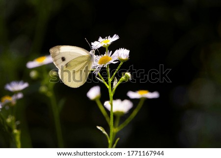 

white butterfly sits on camomile flowers