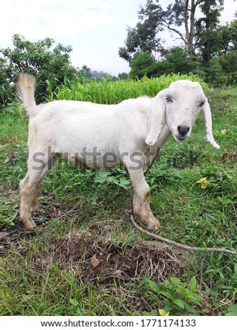 This is the picture of a goat