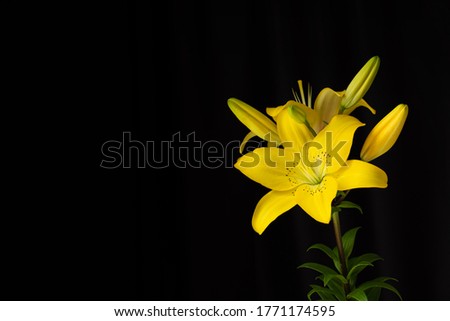Yellow lilies on a black background with space for text. The horizontal layout of the cards.