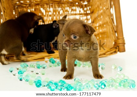 Brown chihuahua puppy and his brothers