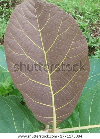 This is the picture of brown leaf
