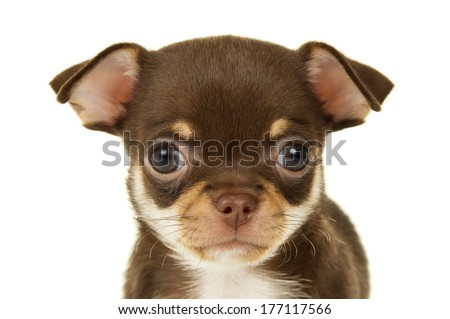 Close-up portrait of a Chihuahua puppy