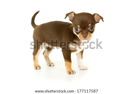 Chihuahua puppy dog stands