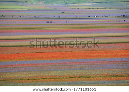 Castelluccio di Norcia, Italy - July 2020: lentil flowering with several weeds makes the landscape filled with colorfull stripes