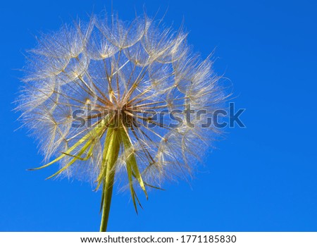 image of a beautiful dandelion flower against blue sky
