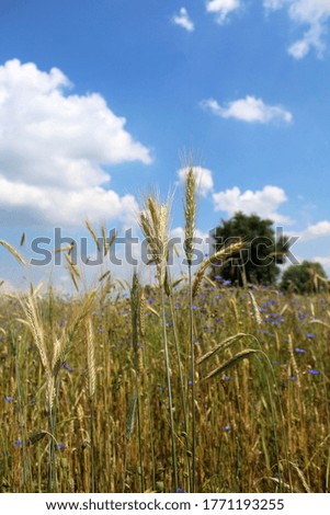 Blades of grain in the corn field. Summer meadow view in Krakow, Poland. 