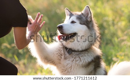 Alaskan malamute performing give paw trick with woman on sunny nature Royalty-Free Stock Photo #1771211612
