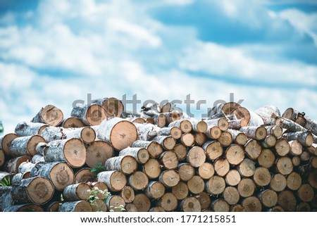 Firewood, birch logs on the background of the sky. Rural landscape.