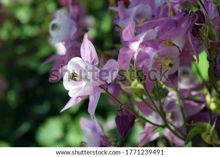 Aquilegia on a natural background.Pink flower from the Buttercup family on a natural background.