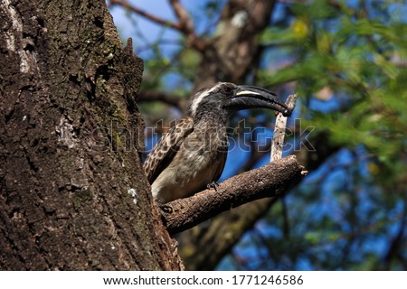 African Grey Hornbill Male With Caught Insect (Lophoceros nasutus)