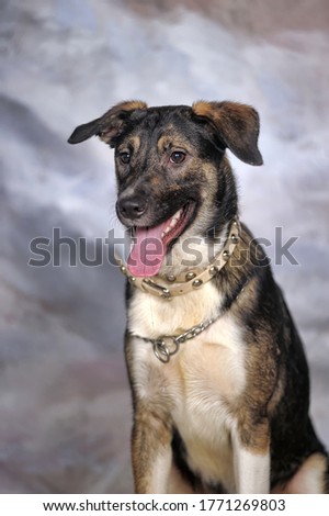 brown with white dog mongrel in the studio on a light background