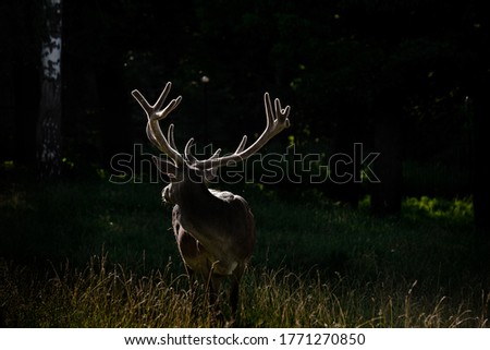deer stags standing on meadow in the summer
