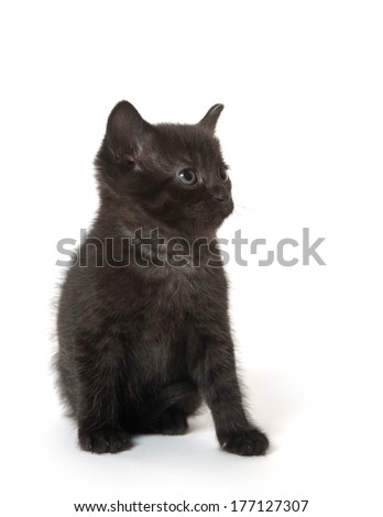 Cute pet black baby kitten on white background