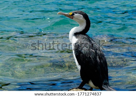 Flying Penguin doing a break at the water. Its a cormorant