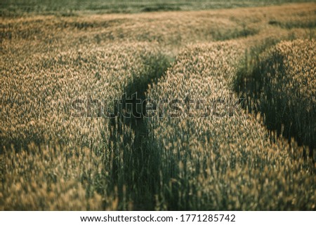 closeup of a fields of wheat in the wind