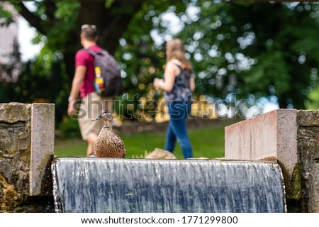 a lone duck on a city park waterfall, human silhouettes on a blurred background, selective fokus